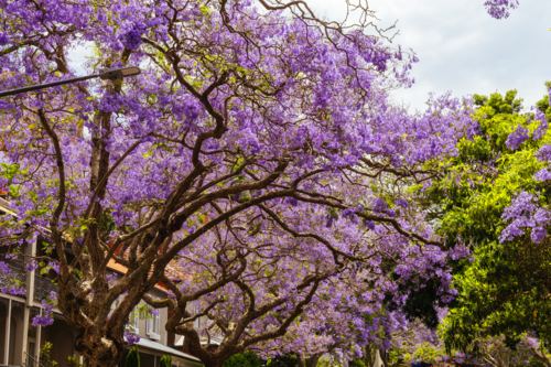 SYDNEY, AUSTRALIA - NOVEMBER 8 2025: Jacaranda tree views along McDougall St in Kirribilli, Sydney - Australian Stock Image