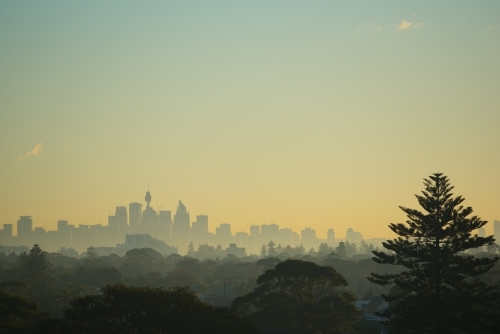 Sydney skyline with Norfolk Island Pine at sunrise - Australian Stock Image