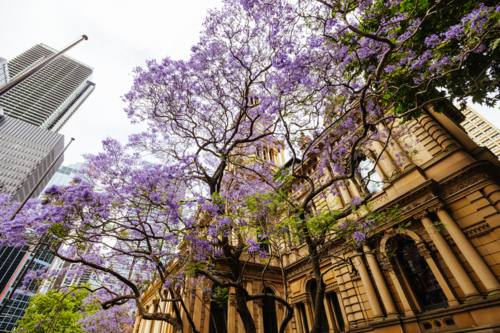 Sydney Town Hall with Jacaranda trees on a clear spring day in Sydney, New South Wales, Australia - Australian Stock Image