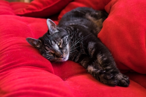 Tabby cat lying on a red couch