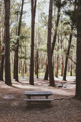 Table in a forest of huge trees