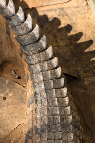 Tail section of a freshwater crocodile - Australian Stock Image