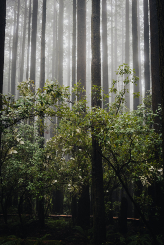 Tall Alpine forest trees in the mist - Australian Stock Image
