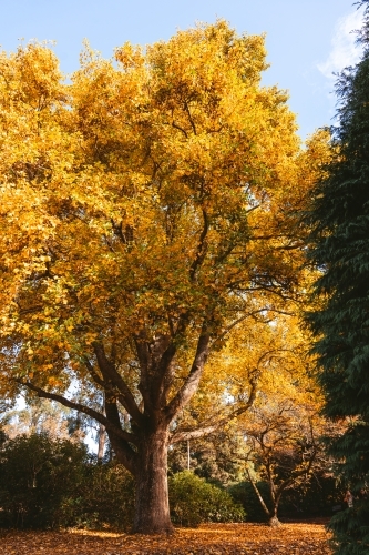 Tall deciduous yellow autumn tree - Australian Stock Image