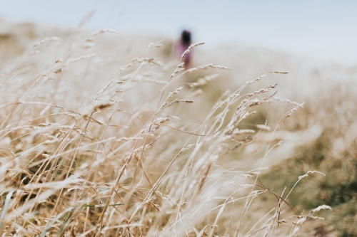 Tall grass - Australian Stock Image