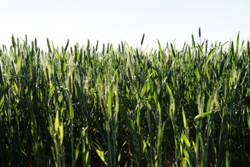 Tall green wheat stalks under a clear bright sky - Australian Stock Image