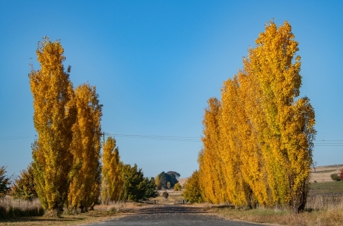 Tall poplar yellow autumn trees on a blue sky sunny day - Australian Stock Image