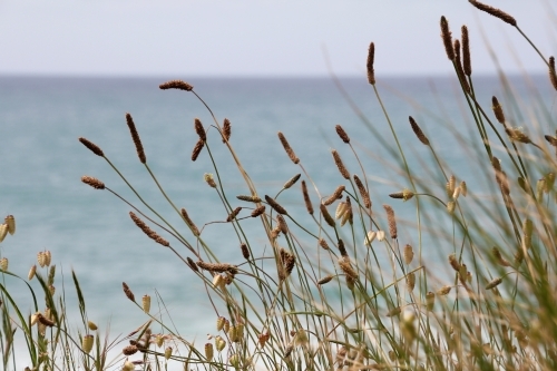 Tall seed heads with ocean backdrop - Australian Stock Image
