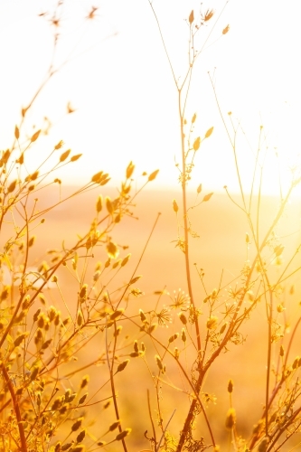 Tall sticky beak weeds in golden light also called cobbler's pegs and farmers friends - Australian Stock Image