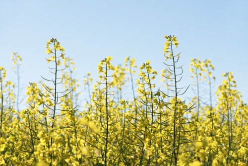 Tall yellow canola flowers reaching toward a clear sky - Australian Stock Image