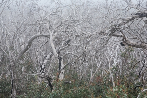 Tangle of dead tree branches (snow gums) - Australian Stock Image