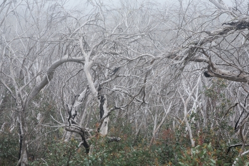 Tangle of dead tree branches (snow gums)
