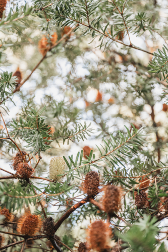 Tasmanian banksia with shall depth of field - Australian Stock Image