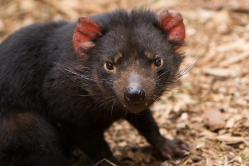 Tasmanian Devil - Australian Stock Image