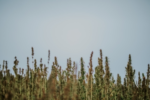 Tasmanian grown Hemp - Australian Stock Image