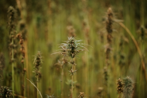 Tasmanian grown Hemp - Australian Stock Image