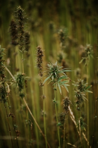 Tasmanian grown Hemp - Australian Stock Image
