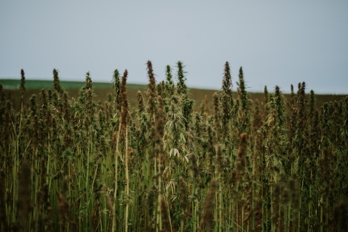 Tasmanian grown Hemp - Australian Stock Image