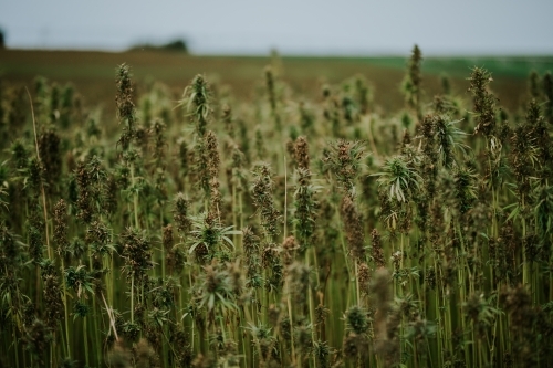 Tasmanian grown Hemp - Australian Stock Image