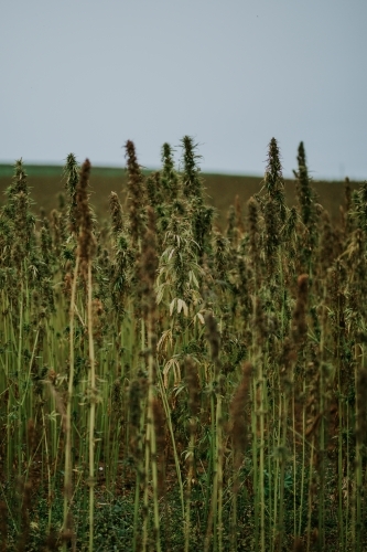 Tasmanian grown Hemp - Australian Stock Image