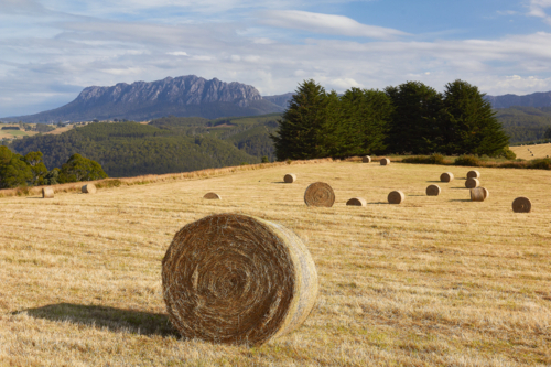 Tasmanian landscape with haybale paddock - Australian Stock Image