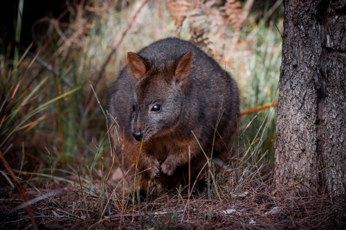 Tasmanian Pademelon in a Pine Forest - Australian Stock Image