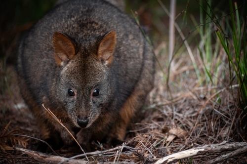 Tasmanian Pademelon in a Pine Forest - Australian Stock Image