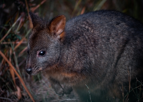 Native Tasmanian Pademelon in A Pine Forest - Australian Stock Image