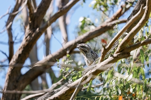 Tawny Frogmouth Australian owl variety sitting on branch in the wild - Australian Stock Image