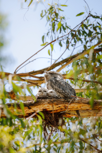 Tawny Frogmouth family in a nest, high up in a gumtree - Australian Stock Image