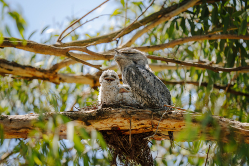 Tawny frogmouth perched on its nest with two fluffy chicks nestled beneath - Australian Stock Image
