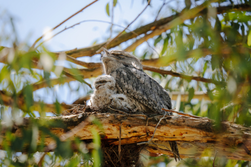 Tawny frogmouth perched on its nest with two fluffy chicks nestled beneath - Australian Stock Image