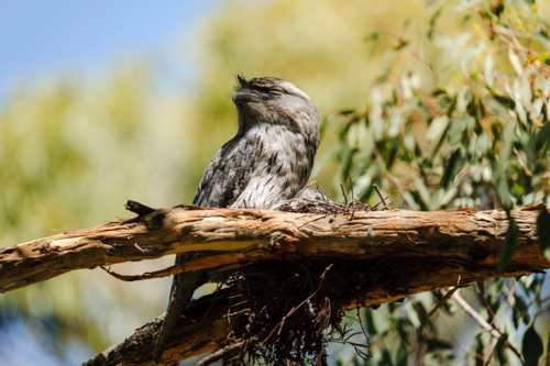 Tawny frogmouth rests on a tree branch - Australian Stock Image
