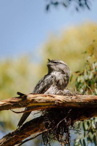 Tawny frogmouth rests on a tree branch - Australian Stock Image
