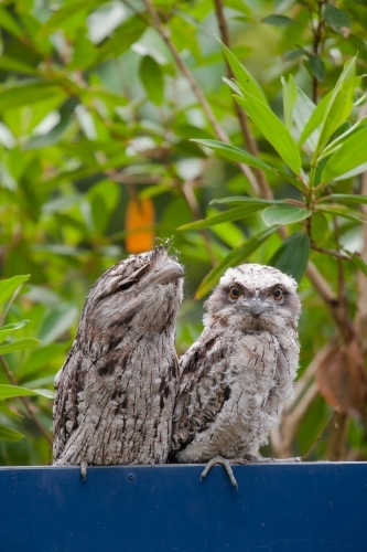 Tawny frogmouths standing on a sign - Australian Stock Image