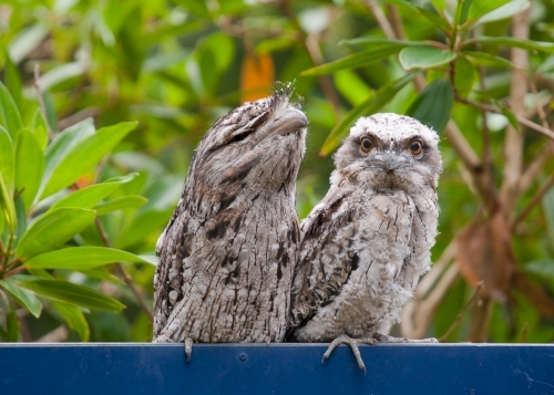 Tawny frogmouths standing on a sign