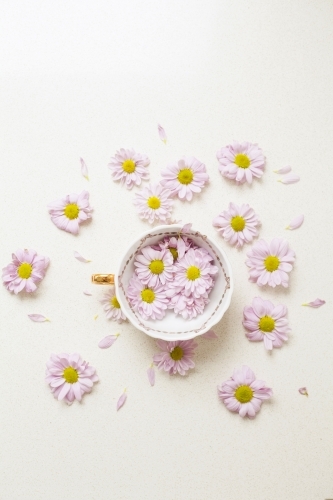 Tea cup with pretty daisy flowers