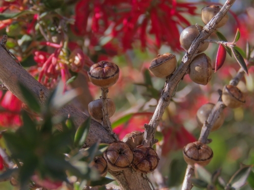 Tea tree fruit and red grevillea bokeh - Australian Stock Image