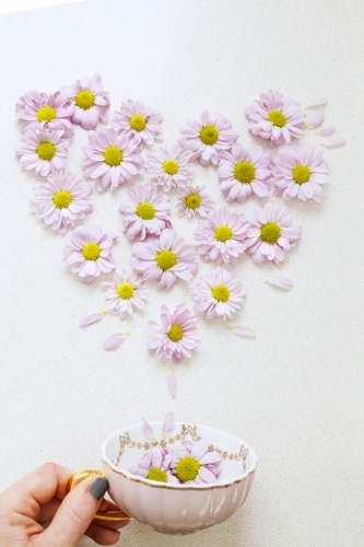 Teacup with pretty daisy flowers