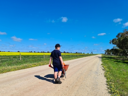 Teen boy pushing wheelbarrow down country road beside canola paddock - Australian Stock Image