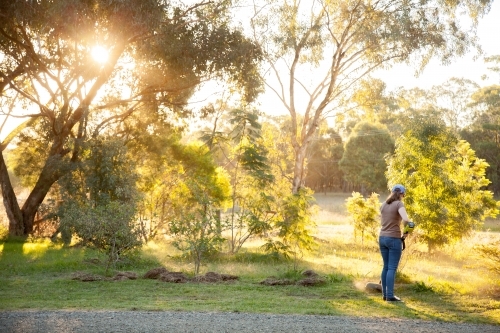 Teen girl cutting grass with whipper snipper in golden afternoon light - Australian Stock Image