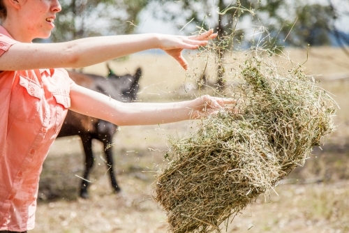 Teen girl feeding hay to livestock on a farm
