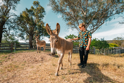 Teenager interacts with donkeys in a sunny field surrounded by lush trees and nature - Australian Stock Image