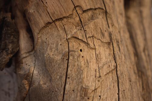 Termite carvings and wooden texture in a gum tree - Australian Stock Image