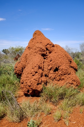 Termite mound in outback Australia - Australian Stock Image
