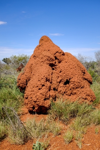 Termite mound in outback Australia