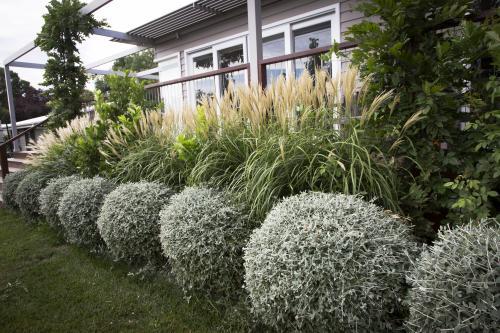 Teuchrium balls, perennial grasses, garden and house - Australian Stock Image
