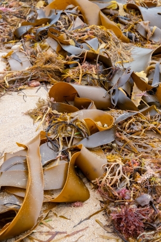textures of seaweed on beach - Australian Stock Image