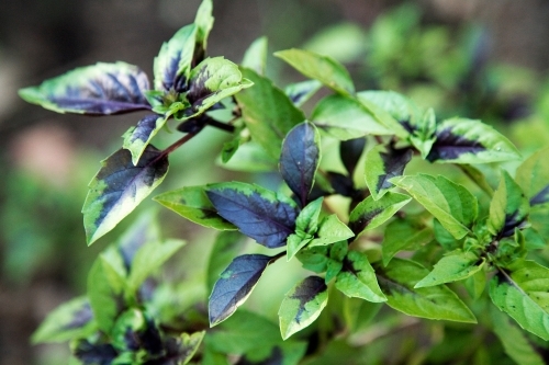 Thai basil plant - Australian Stock Image