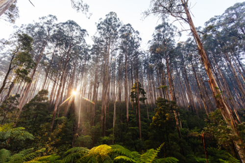 The Black Spur near Narbethong on a cool autumn morning in Victoria, Australia - Australian Stock Image